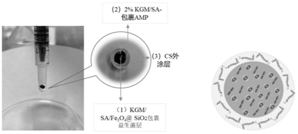 一种新型多功能微球给药体系及其制备方法与应用与流程