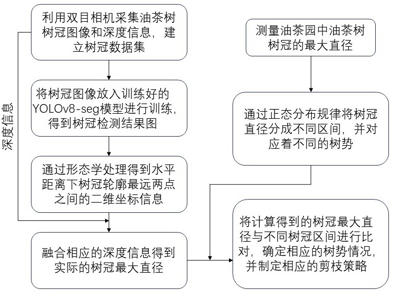 一种基于机器视觉的油茶树不同树势的剪枝方法