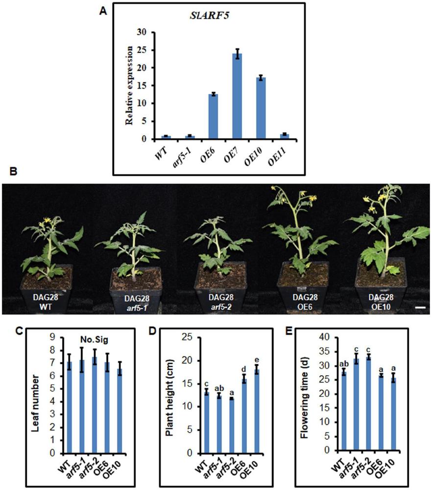 SlARF5基因在调节植物花器官发育、植株高度和植物开花中的应用