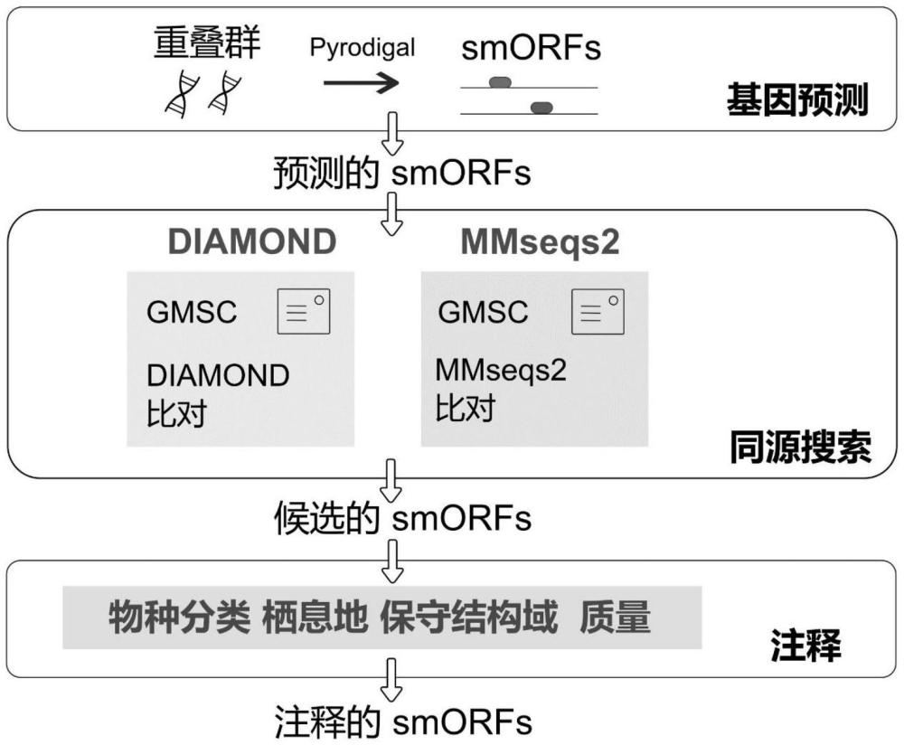 基于同源搜索的微生物小蛋白注释方法