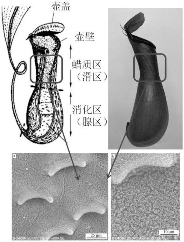 一种基于猪笼草表面微结构的仿生骨切削刀具及其制备方法