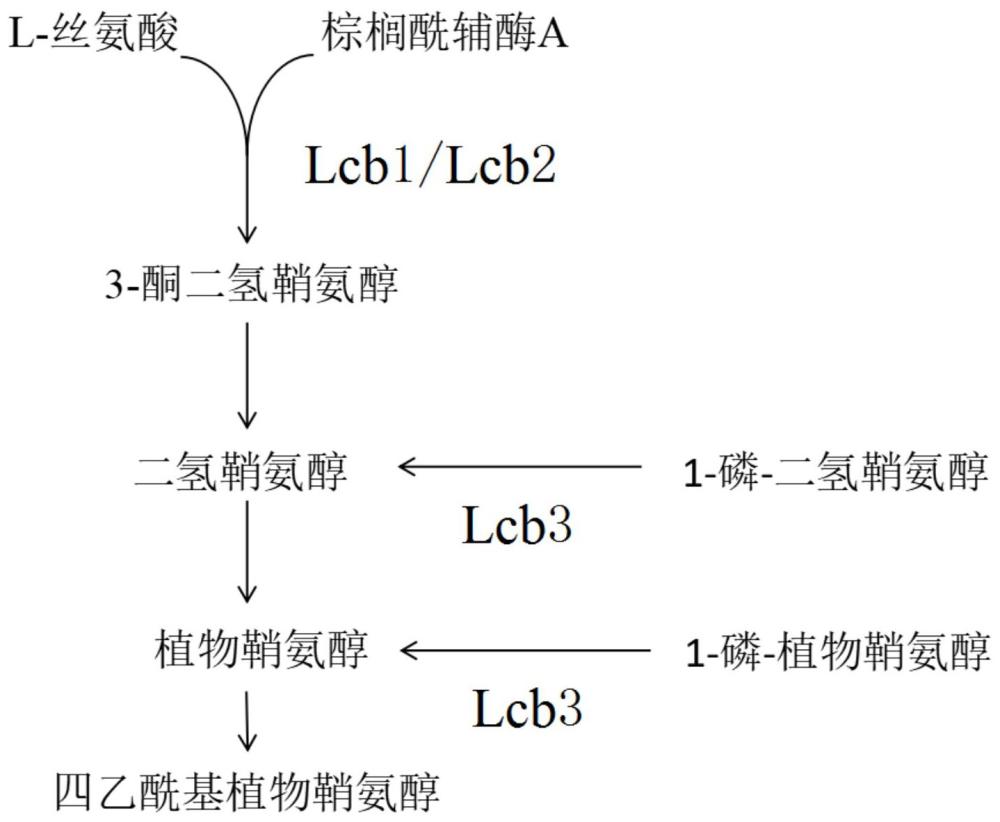 一种生产四乙酰植物鞘氨醇的重组菌及其构建方法和应用与流程