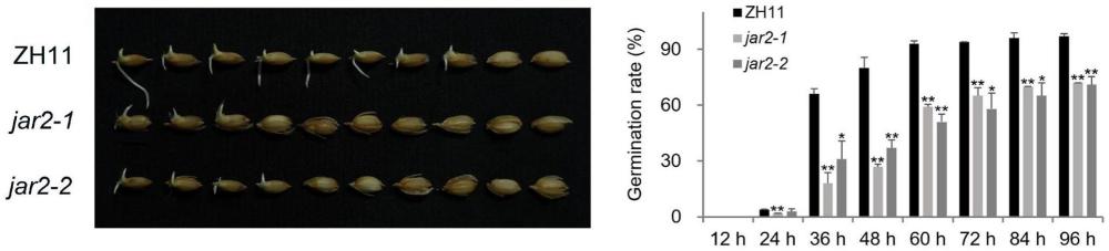 调控水稻种子耐储藏的生物学方法及应用