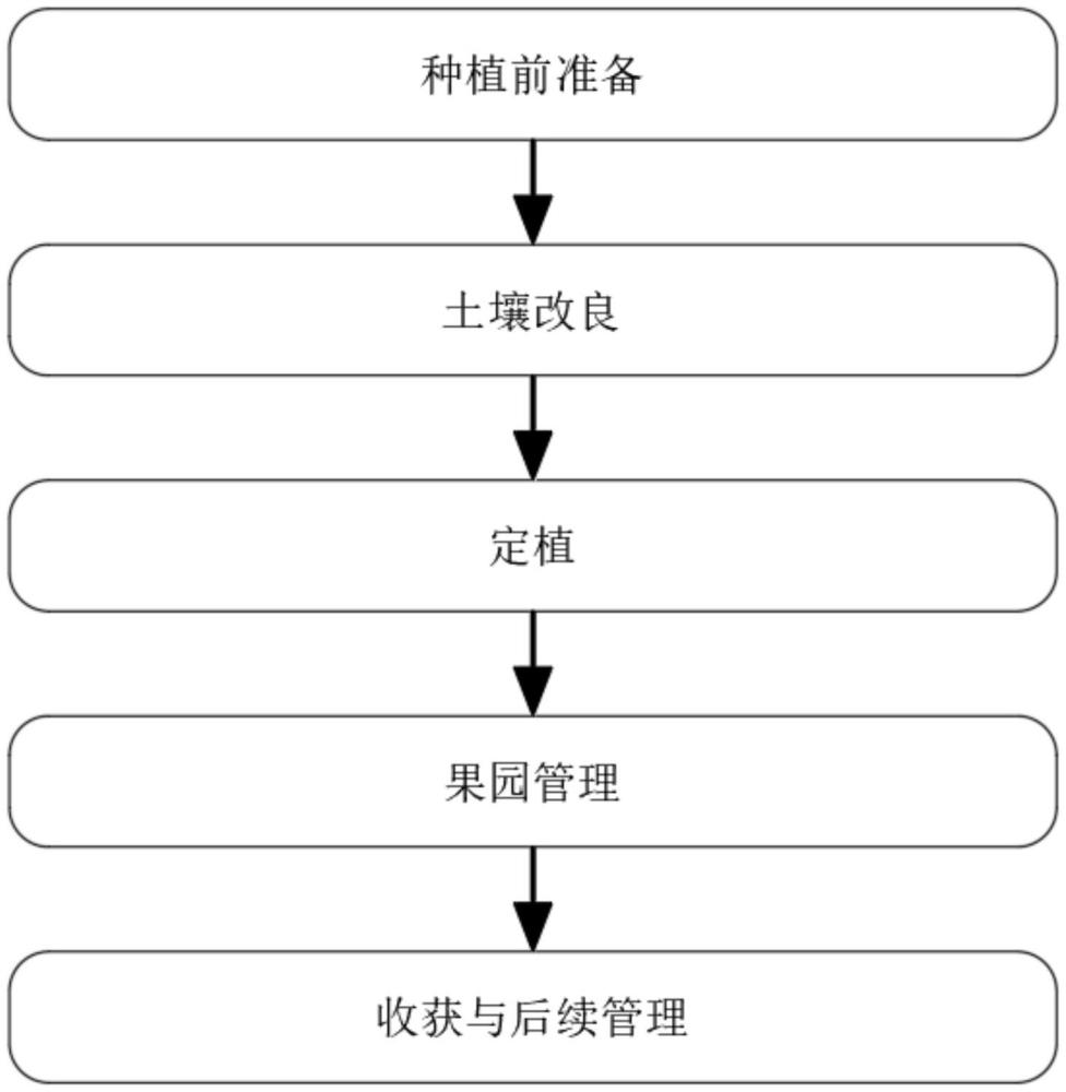 一种沙质土壤综合改良果树矮化密植早丰栽培方法与流程