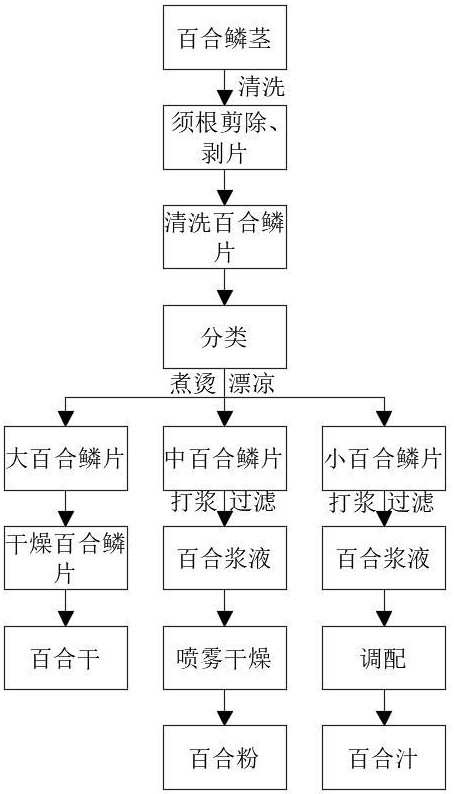 一种使用山泉水加工林下种植野生水百合的加工方法与流程