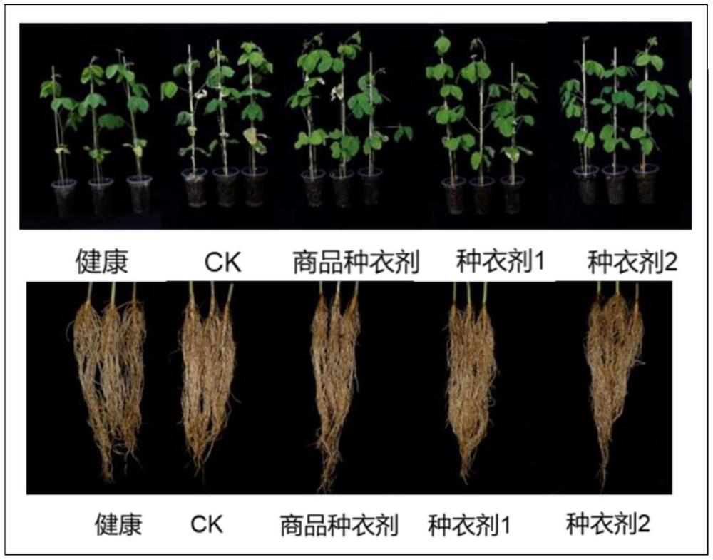 多粘类芽孢杆菌NX20和一种微生物包衣剂及其应用