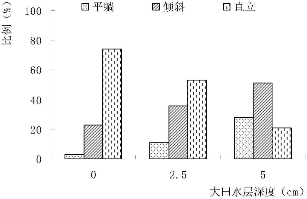 一种水稻抛秧快速立苗的方法与流程