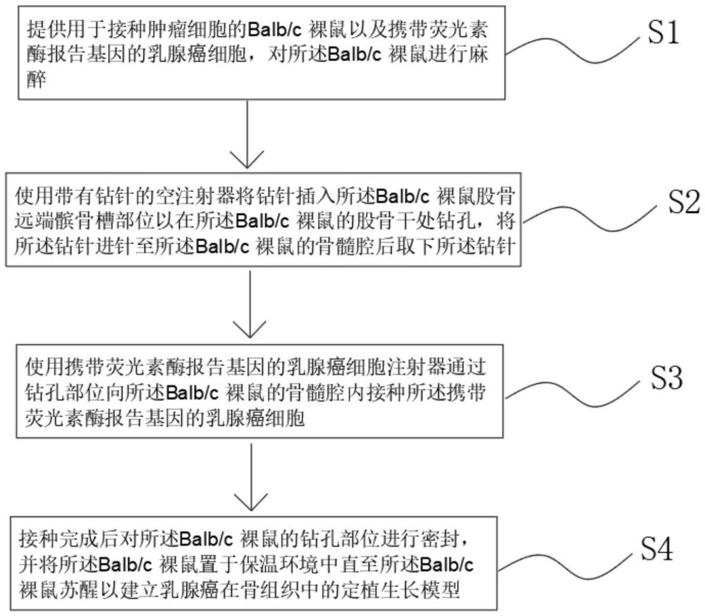 乳腺癌定植模型、制作方法及其在疾病治疗中的应用与流程