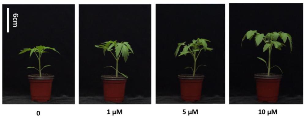 一种小分子化合物在促进番茄幼苗生长中的应用