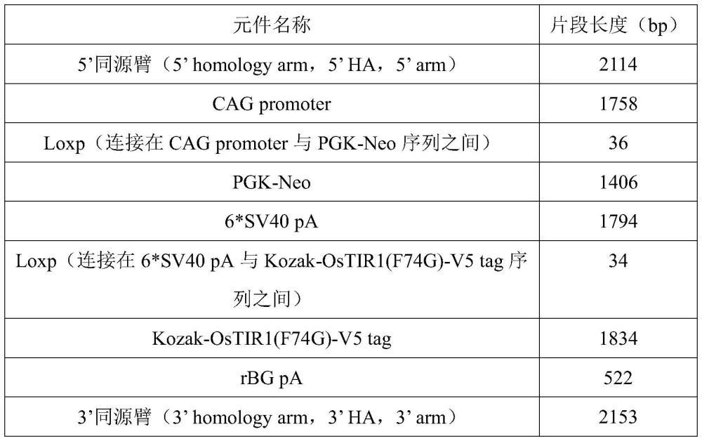 一种表达植物基因OsTir1的转基因小鼠模型构建方法