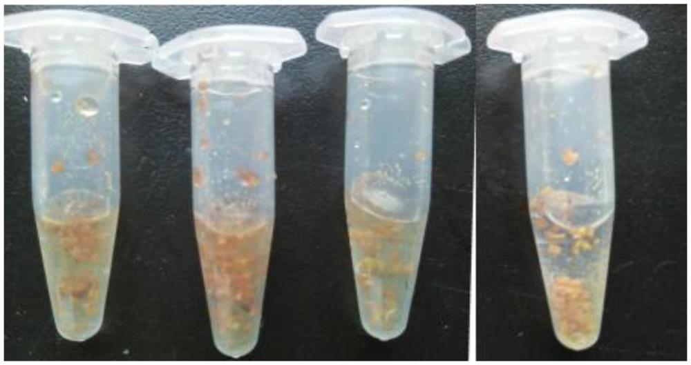 一种桃树花粉悬浮液、桃树液体授粉剂及授粉方法