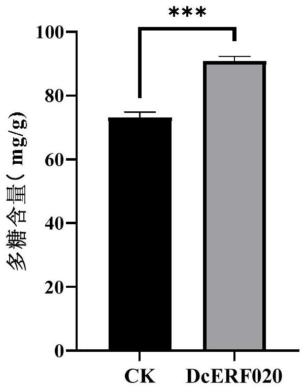 转录因子DcERF020在调控铁皮石斛多糖生物合成中的应用