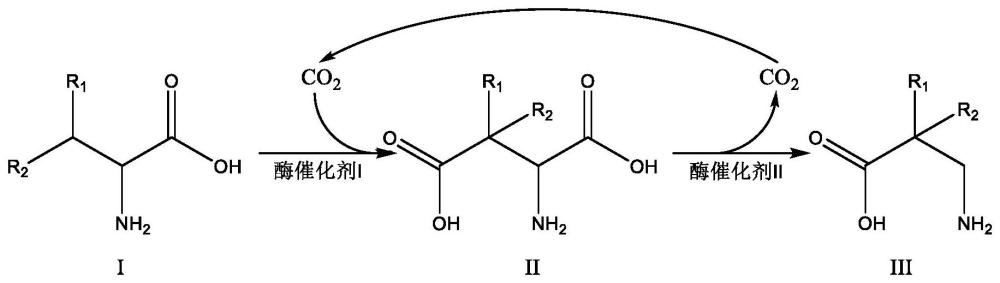一种制备β-氨基酸的方法