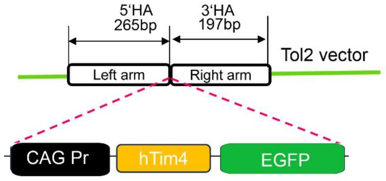 表达hTim4的登革出血热动物模型的应用的制作方法