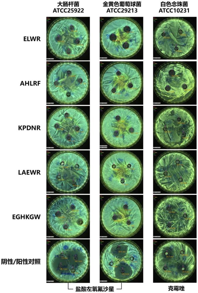 一种抗菌剂、抗菌方法和应用