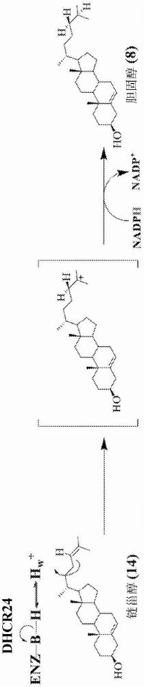 DHCR24抑制化合物的制作方法