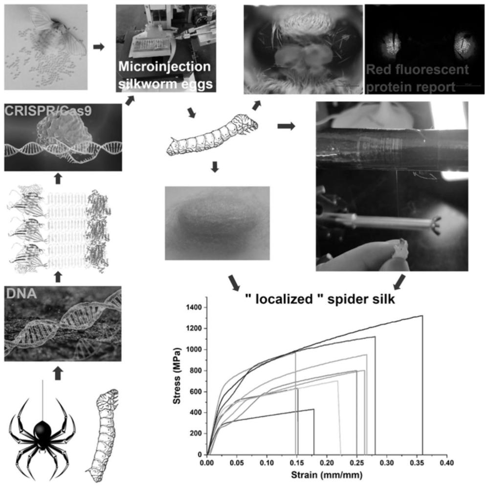 一种CRISPR/Cas9介导的完整全长蜘蛛丝及其制备方法和应用与流程