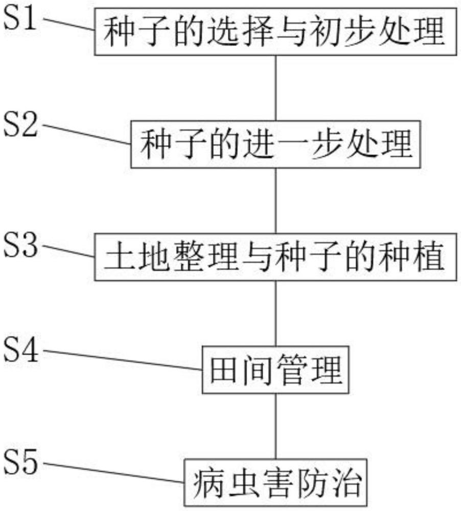 一种成活率高的纵黄一号绿豆杂交种子种植方法与流程