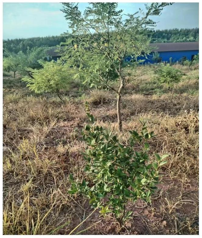 一种高产丰效的金槐油茶间作栽培方法与流程