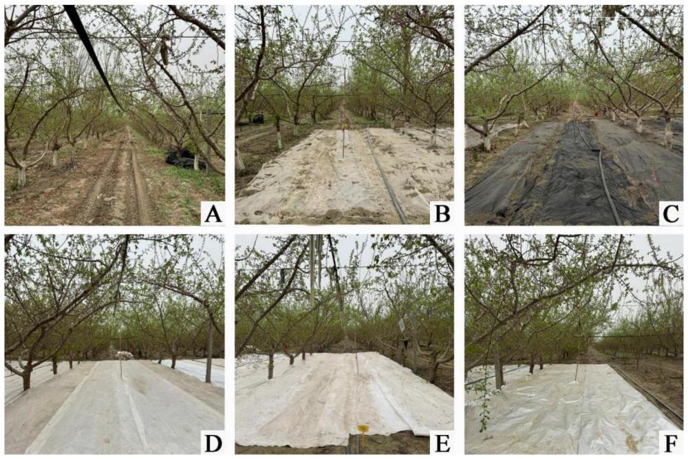 一种干旱区杏园覆盖防水透气膜提高杏果实品质的方法