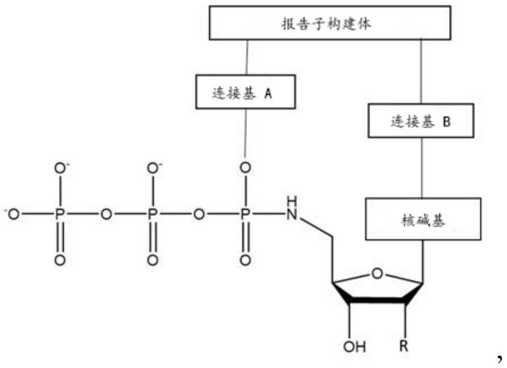 异构纯的基于多元醇的亚磷酰胺的合成的制作方法