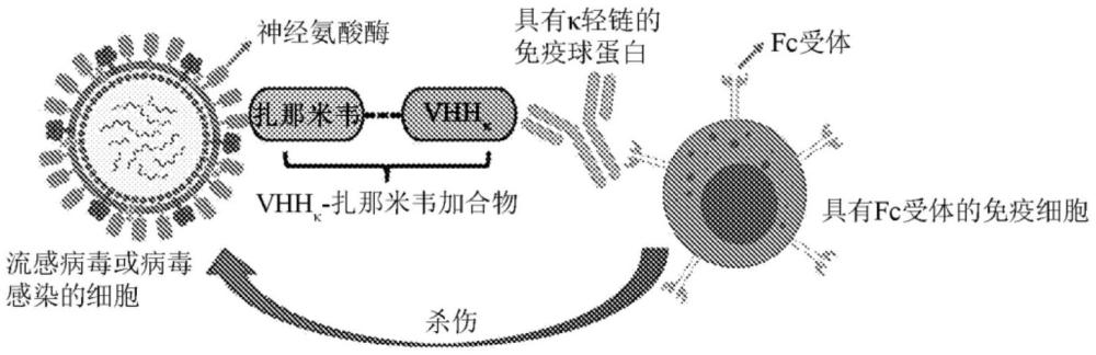 纳米抗体-药物加合物及其用途的制作方法